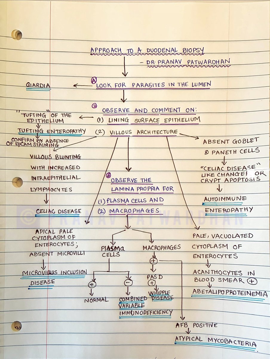 pranavp01's tweet photo. Duodenal biopsy is an important topic on GI rotations. Also, we need to think of some specific entities while dealing with Pediatric duodenal biopsies. Here is a flowchart I prepared to summarize the approach to a duodenal biopsy: #PathEd #MedEd https://t.co/TADioV6595