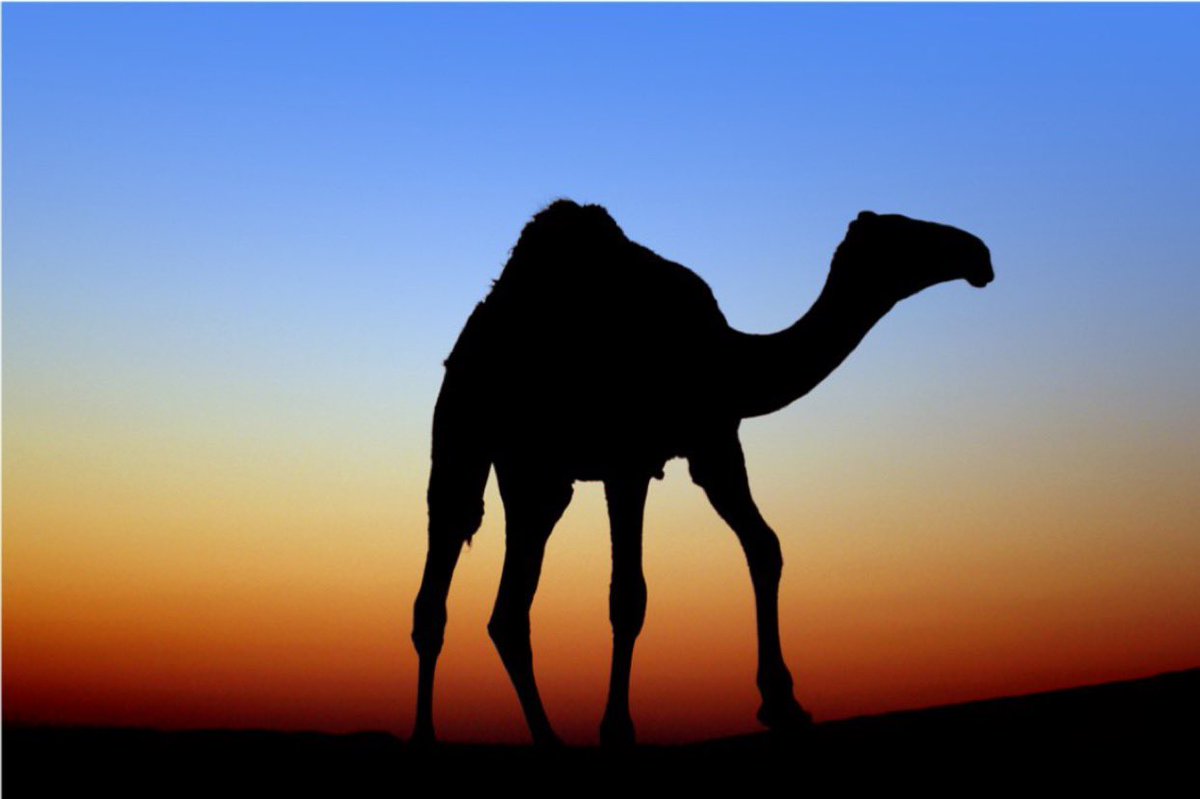 ADEEBALHAMMAD's tweet photo. كيف خُلقت 🐪

#مهرجان_الملك_عبدالعزيز_للإبل8
#عز_لاهلها https://t.co/0VN4c7X7Nv