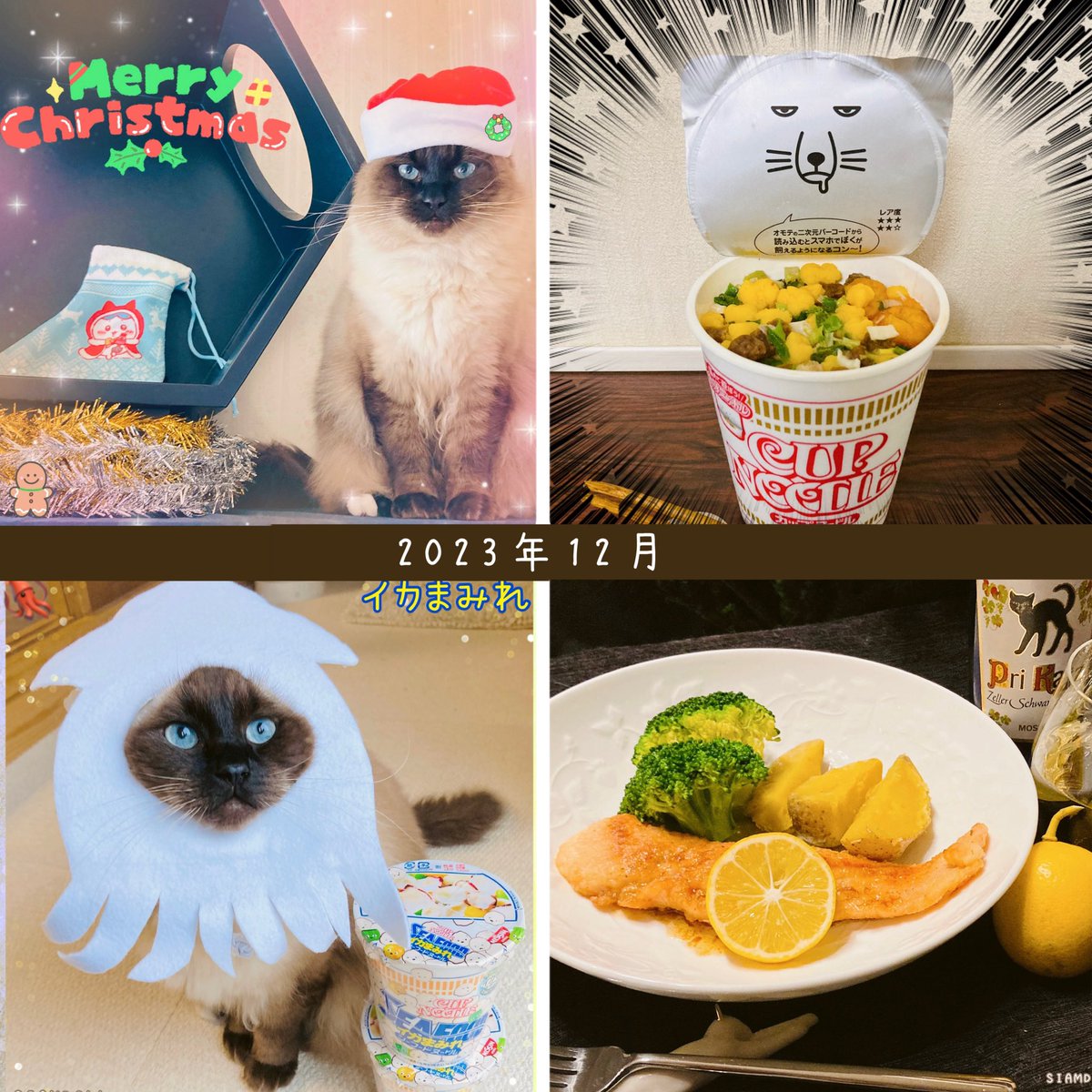 SIAMDOLL2021's tweet photo. 2023年振り返りコーナー😉12月ver.
12ヶ月間振り返り投稿完走にゃ😸
写真1.クリスマスの思い出写真🎄
写真2.今年も出会えたチベスナ🌰
写真3.下半期人気投票No.1イカ🦑
写真4.収穫レモンをトッピング🍋
※冬マロン君ええおこげ具合💕
#2023年 #年の瀬 #1年の振り返り
#猫 #cat #奈良 #日本 #SIAMDOLL https://t.co/65jyHJUAmC