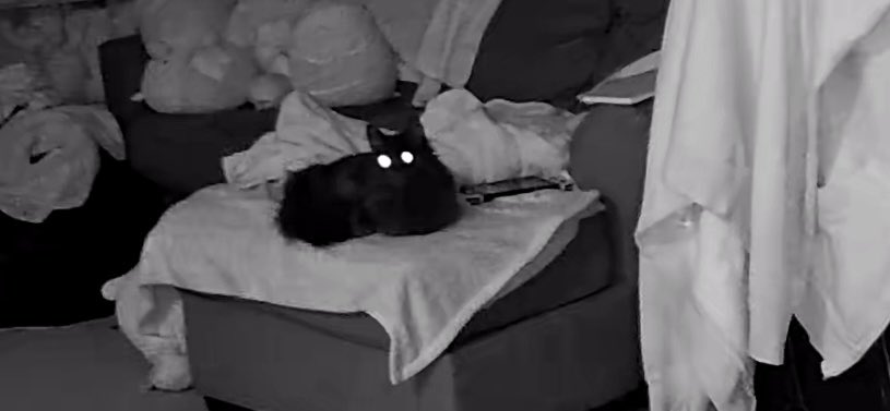 got a pet cam for christmas and moth is absolutely terrifying in the night vision