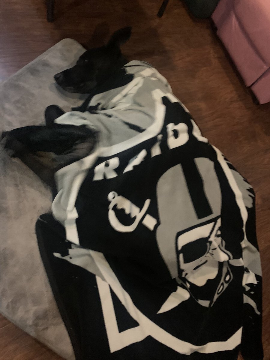 My boi is a Raiders fan..