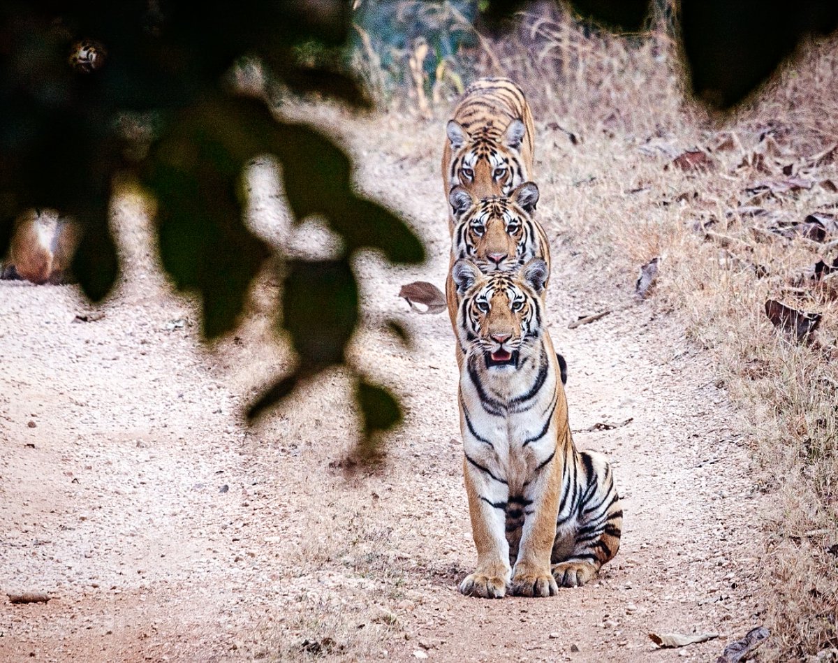 dkumble's tweet photo. #photooftheday Throwback to 12 years ago,  a special day and sighting in Pench TigerReserve.  Collarwali cubs lining up. #canondays #tigercubs #throwback @IndiaToday @anandmahindra @bbcwildlifemag @indiatourism #IncredibleIndia @PMOIndia https://t.co/2H93Elom8N