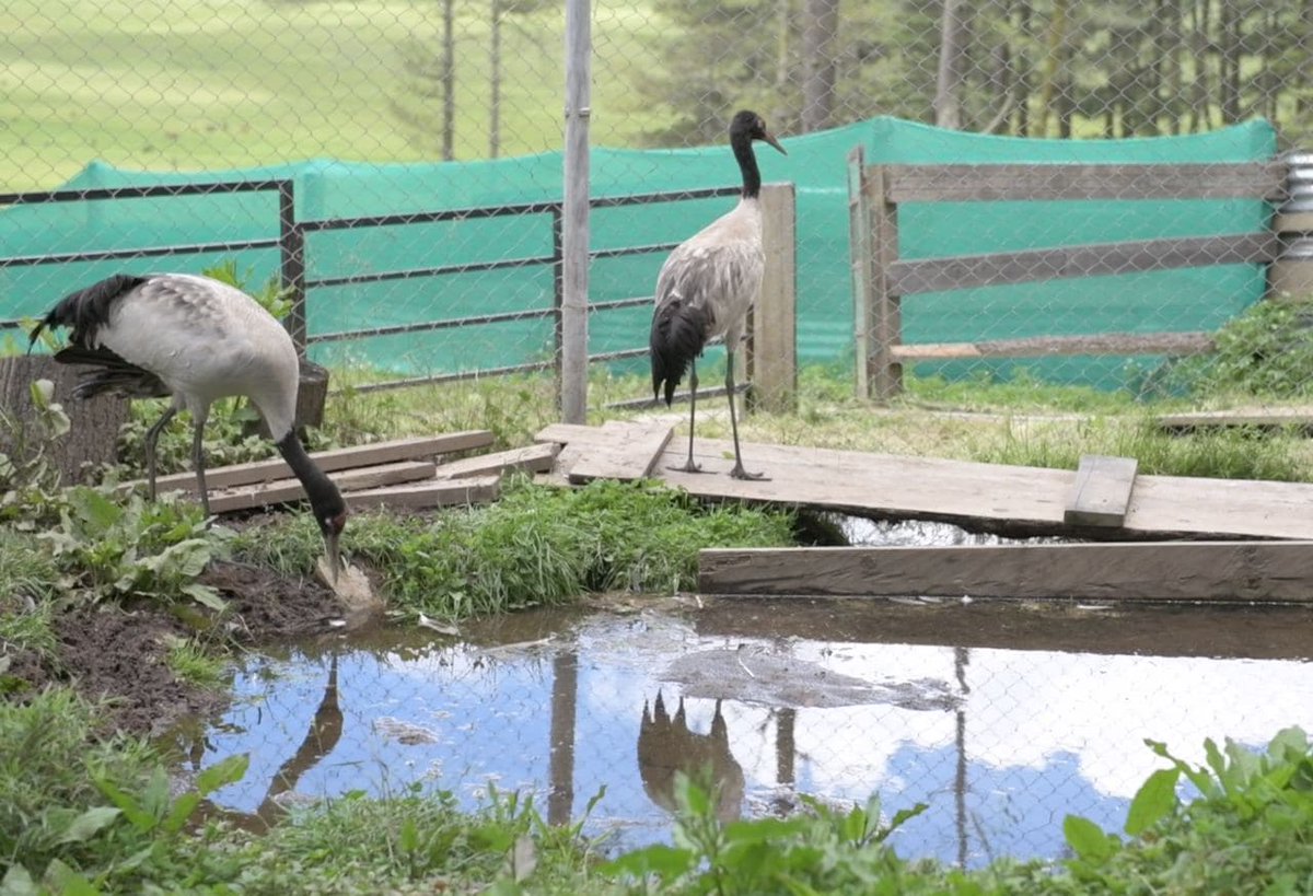 RSPN Bhutan tweet media