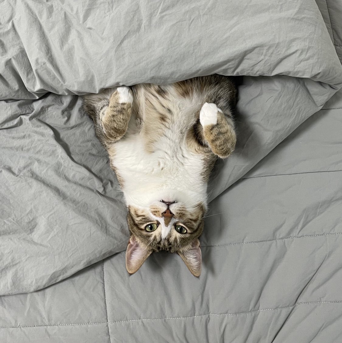 本日のコーヒー