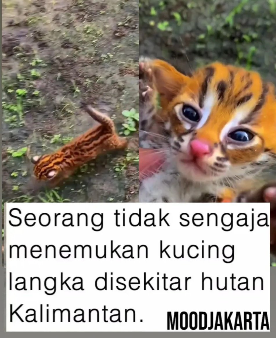 Folkarea tweet media