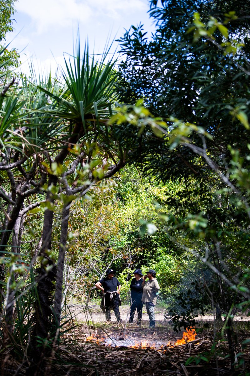 FiresticksA's tweet photo. This year in the Wet Tropics, 5 Custodians groups came together to participate in the first #Firesticks Cultural Fire Mentoring Program in the #WetTropics region. 12 community-led workshops saw Bama reconnect by sharing knowledge & putting #CulturalFire back onto Country. https://t.co/dqlxtdYFgD