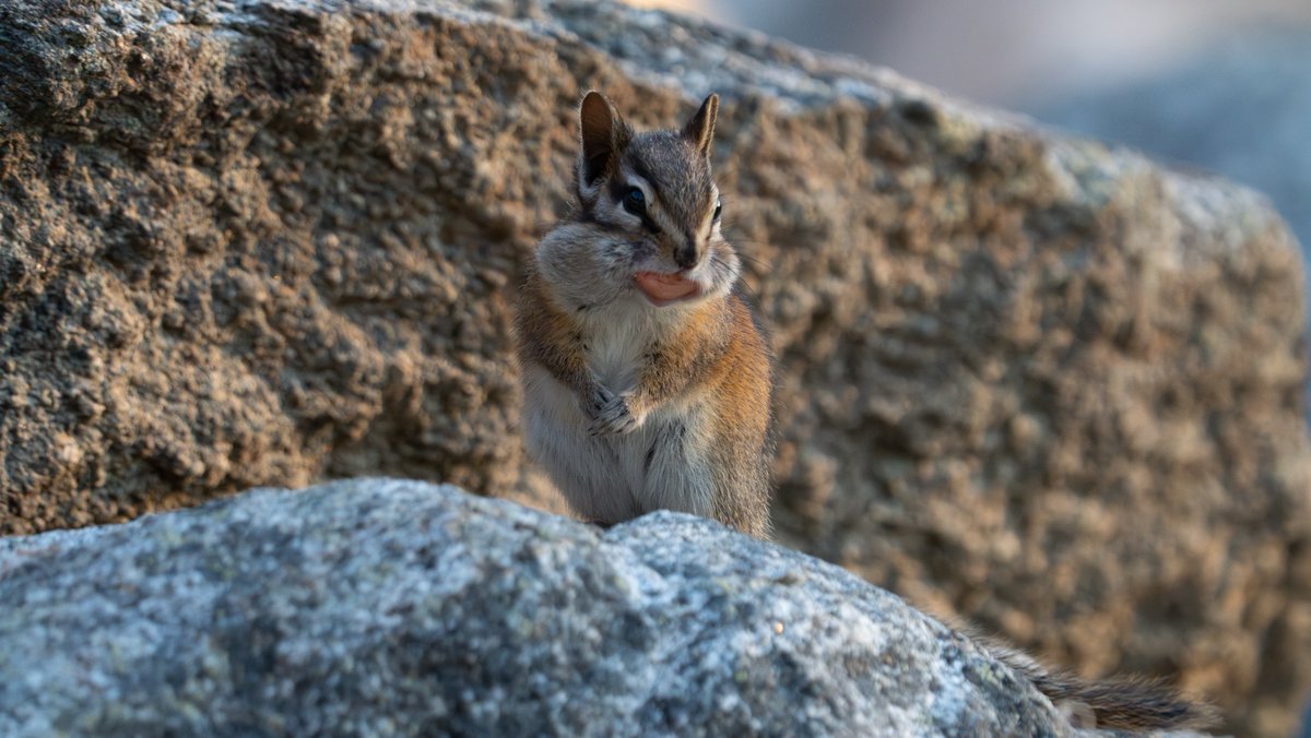 Chipmunks have cheek pouches that can stretch to three times the size of their head? These little critters can store a surprising amount of food in their cheeks, including peanuts! On average, a chipmunk can fit around 5-6 peanuts in its mouth at once. 

#Chipmunk #ChipmunkLove