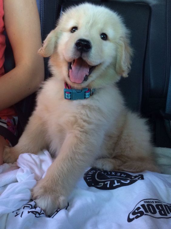 dogssaveworld's tweet image. 