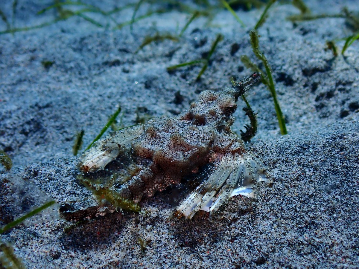 A Christmas miracle - my first ever #seamoth! Just look at this amazing #critter - looks uncannily like an angel! #timorleste #teamfish #cryptobenthic #fish