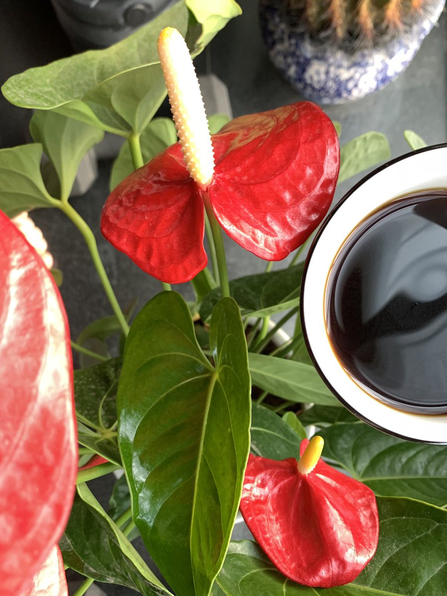 gowiden's tweet photo. Awe inspires restraint!
-- Todayโs flower interpretation
โ๏ธ Morning #coffee with flowers, plants, and winter blooms #howexciting #MirageGarden #AloeVera #Pangkhon #Arabica #Altargana
https://t.co/Ya61W6ixua https://t.co/5AfxAlO9JJ