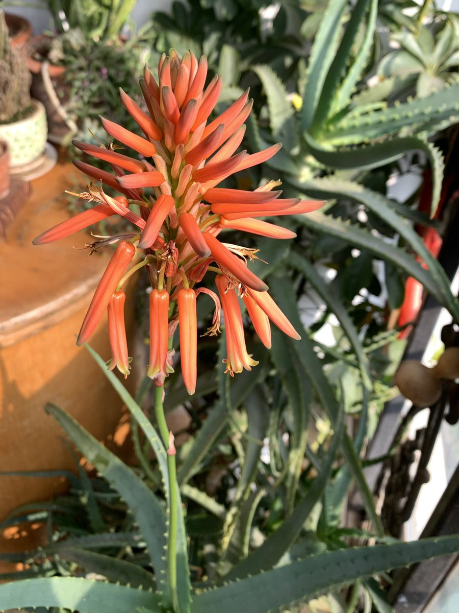 gowiden's tweet photo. Awe inspires restraint!
-- Todayโs flower interpretation
โ๏ธ Morning #coffee with flowers, plants, and winter blooms #howexciting #MirageGarden #AloeVera #Pangkhon #Arabica #Altargana
https://t.co/Ya61W6ixua https://t.co/5AfxAlO9JJ