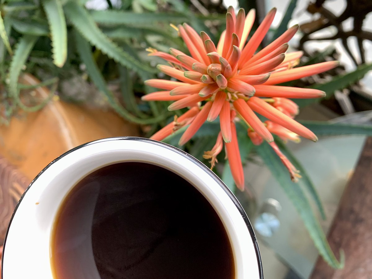 gowiden's tweet photo. Awe inspires restraint!
-- Todayโs flower interpretation
โ๏ธ Morning #coffee with flowers, plants, and winter blooms #howexciting #MirageGarden #AloeVera #Pangkhon #Arabica #Altargana
https://t.co/Ya61W6ixua https://t.co/5AfxAlO9JJ