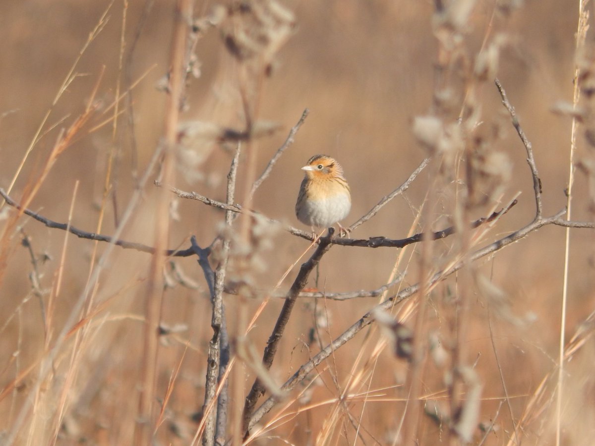 coleyoptera's tweet photo. Completely obsessed with this little LeContes Sparrow I saw earlier today 
#birder https://t.co/vrB1yOscYd