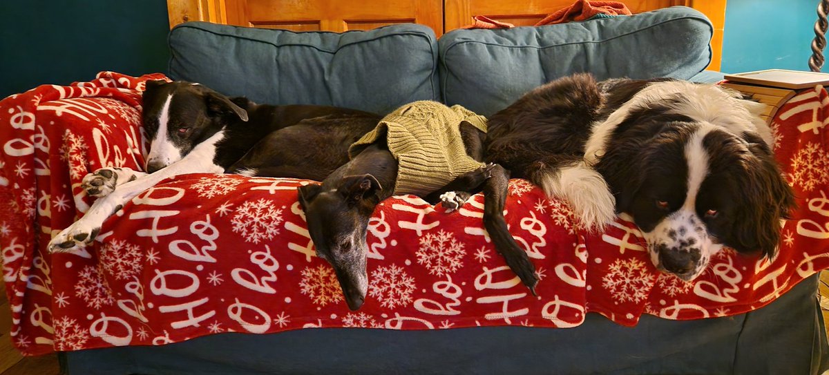 johnksargent's tweet photo. Yuletide doggos. Full of Turkey and ham. https://t.co/lnLsH0r1IX