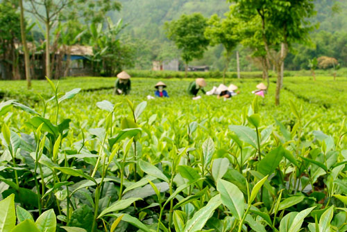 nobita1989TN's tweet photo. Chè Bát Tiên là một giống trà ở Đài Loan và được trồng tại Tân Cương Thái Nguyên năm 2003
Chè bát tiên, cánh chè có màu trắng ở phần tôm, đặc điểm của chè bát tiên là hương thơm tự nhiên rất riêng biệt, rất dễ nhận biết khi thưởng chè
#Teadrinks https://t.co/EUFcgSBWVa