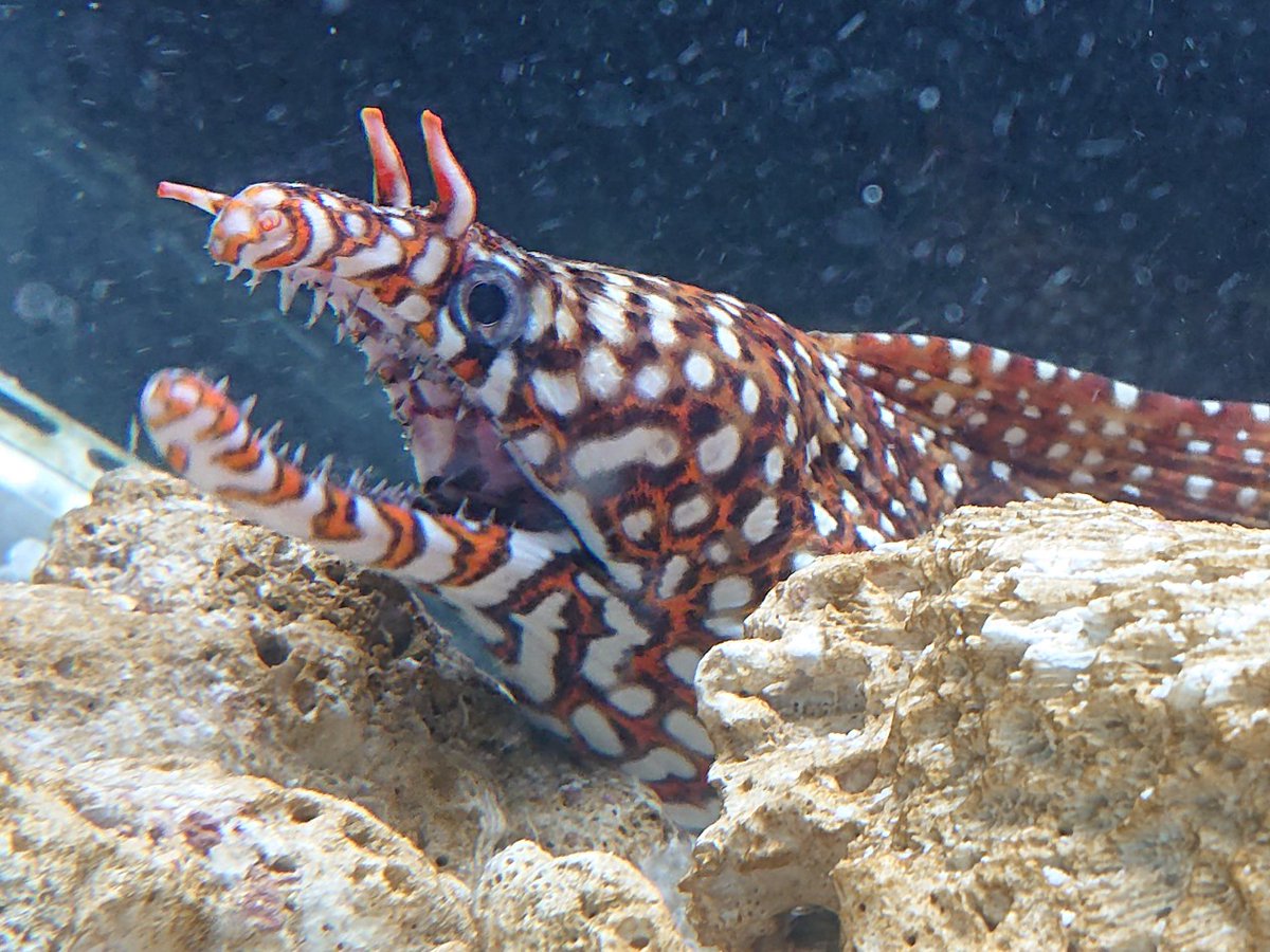 仙台うみの杜水族館】 干支特別水槽2024🐉 英名で“Dragon moray”と呼ば