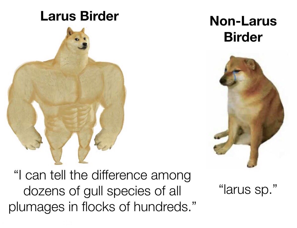 Mike_chen2_birds tweet media