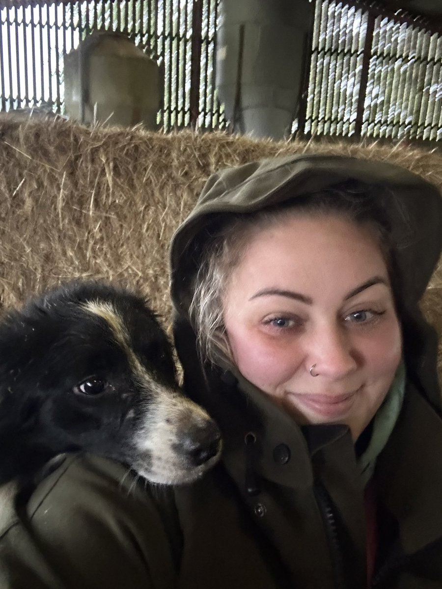 OriginalFloss's tweet photo. Runt of the litter, &amp; possibly the best sheepdog I have, for every job I have a dog (we have 9 in total) but this fluffy powerhouse is just something else. Proof that good things do come in small packages!

#workingsheepdog #bordercollie #Moss #farminginwales #sheepfarming https://t.co/H8Gx0Q2hz3