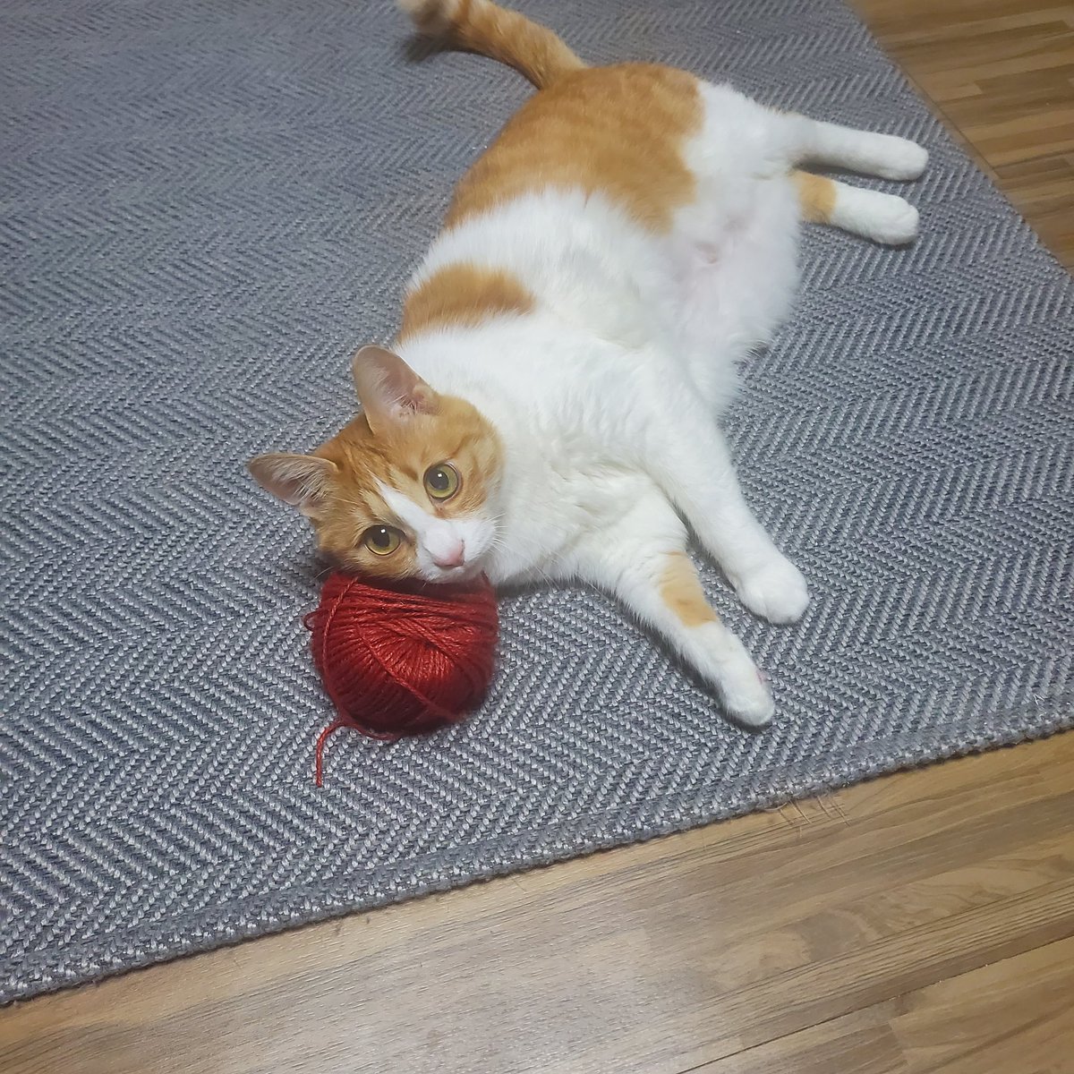 today_hellcat's tweet photo. https://t.co/aB8lIIzXka