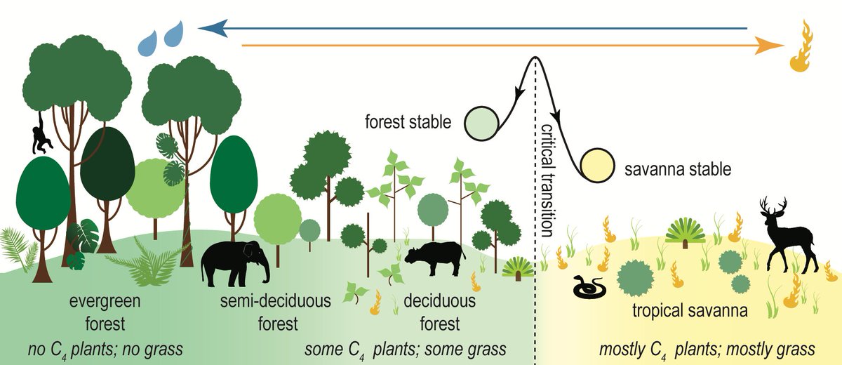 Have you always thought a savanna corridor ran through SE Asia during the last ice age? Turns out, there wasn't one doi.org/10.1073/pnas.2…