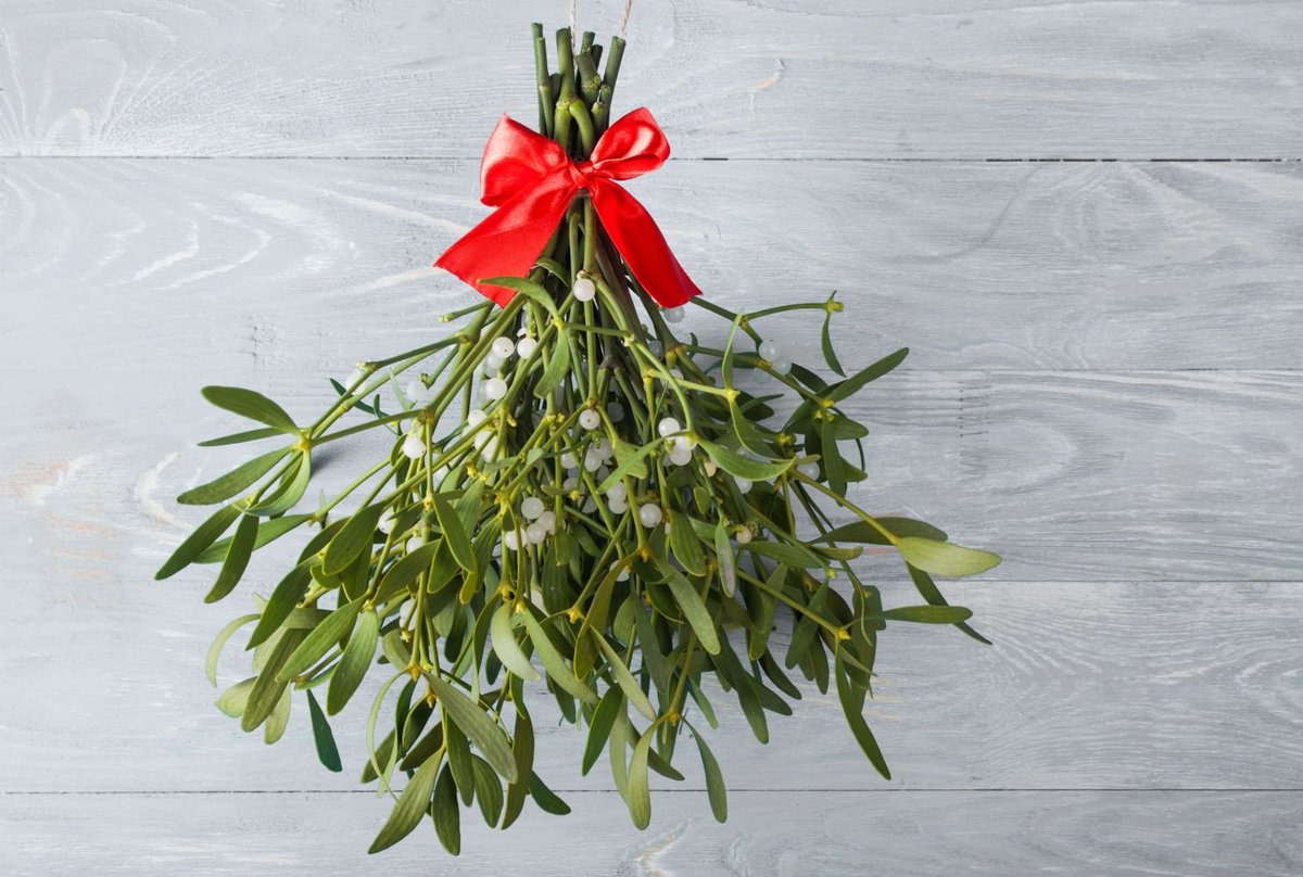rycalder's tweet photo. What if we… coauthored a study on the economic damage wrought by parisitic mistletoe families Loranthaceae, Misodendraceae, and Santalaceae on commecial timber harvests https://t.co/eI9e4ysTub