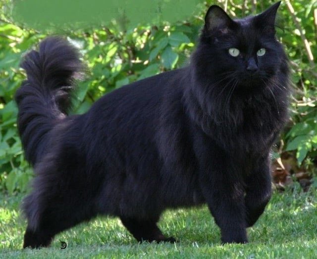 「alix ……….. black norwegian forest cat bc」|jett 🦇(adopts!📌)のイラスト