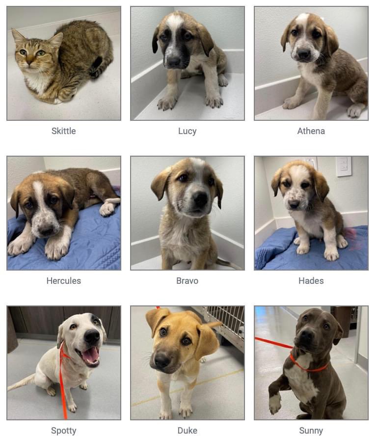 CityofOdessa's tweet photo. Look at those Faces!

Some say there is nothing better than a pet's love! Numerous animals, from Velma to Vanilla, are up for adoption at the Odessa Animal Shelter.

For more, check out our website: https://t.co/flOIfKl7Gd 

📍910 W 42nd St 
Odessa, TX 79764
☎️ 432-368-3527 https://t.co/ZWWCySWF1X