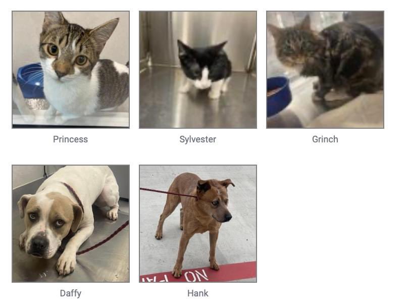 CityofOdessa's tweet photo. Look at those Faces!

Some say there is nothing better than a pet's love! Numerous animals, from Velma to Vanilla, are up for adoption at the Odessa Animal Shelter.

For more, check out our website: https://t.co/flOIfKl7Gd 

📍910 W 42nd St 
Odessa, TX 79764
☎️ 432-368-3527 https://t.co/ZWWCySWF1X