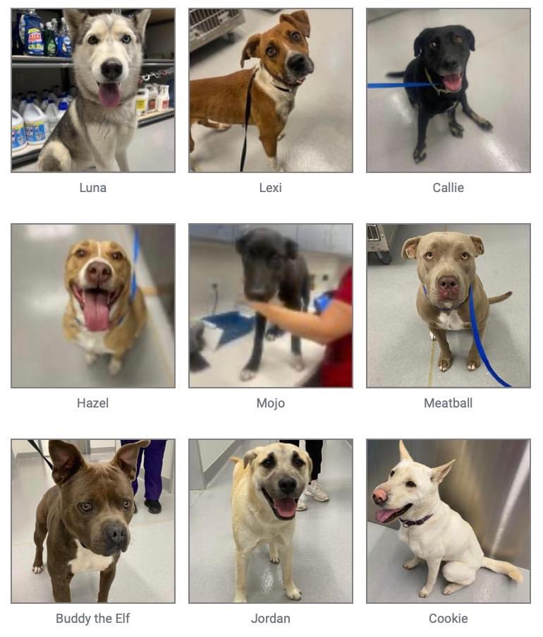 CityofOdessa's tweet photo. Look at those Faces!

Some say there is nothing better than a pet's love! Numerous animals, from Velma to Vanilla, are up for adoption at the Odessa Animal Shelter.

For more, check out our website: https://t.co/flOIfKl7Gd 

📍910 W 42nd St 
Odessa, TX 79764
☎️ 432-368-3527 https://t.co/ZWWCySWF1X