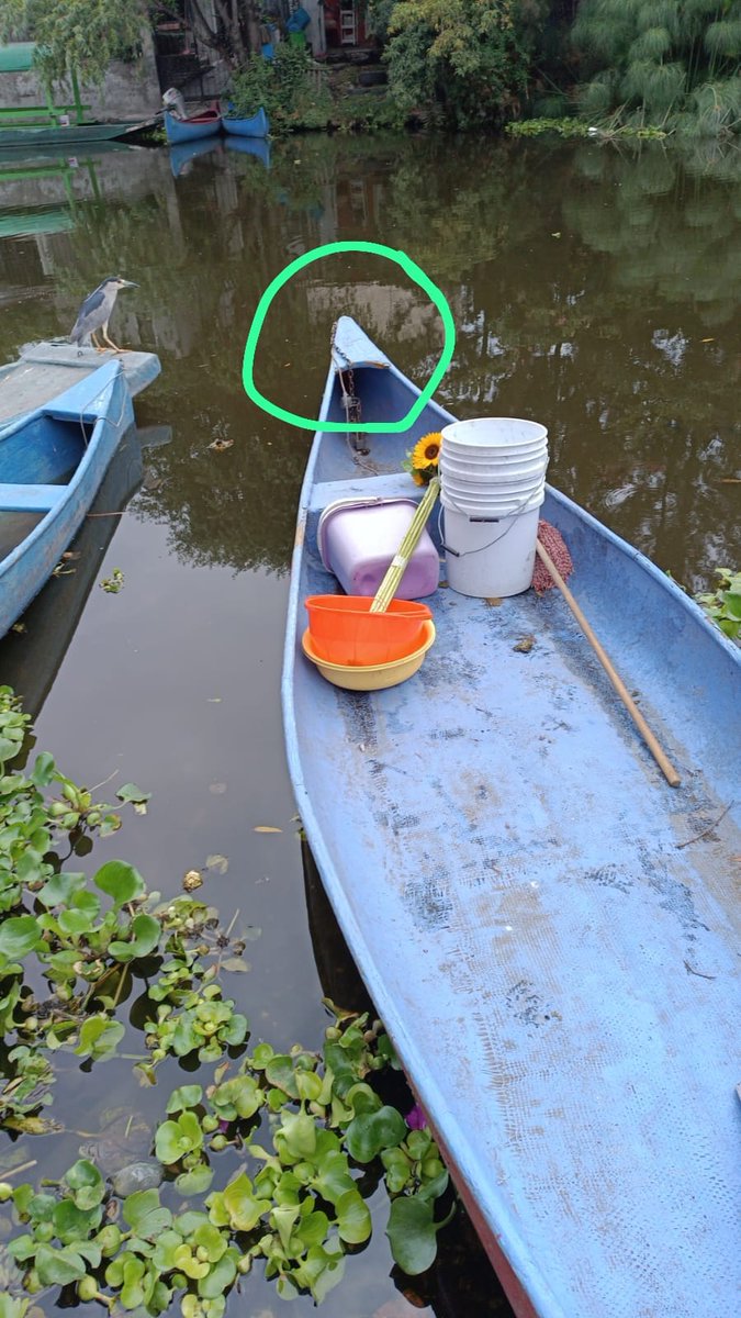 Xochimilco_MX's tweet photo. #Xochimilco. Chinamperos y quienes viven del turismo lidian contra ladrones que atacan a sus embarcaciones, rompiendo cadenas y candados. Estas personas levantaron la voz, a ver si alguien de las autoridades les hacen caso. #cuemanco #embarcaderos Anáhuac Hector https://t.co/Cki95QSF04