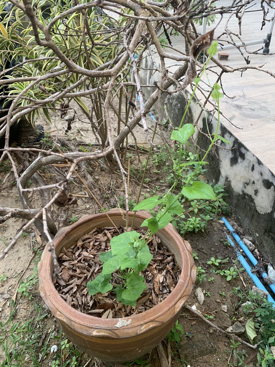 spp_am's tweet photo. ຂ້ອຍມັນຄົນຕິດດິນ   ບໍ່ເຄີຍກິນດອກຜິດຊ້າ🫣🫣 https://t.co/dYETMKQcGp