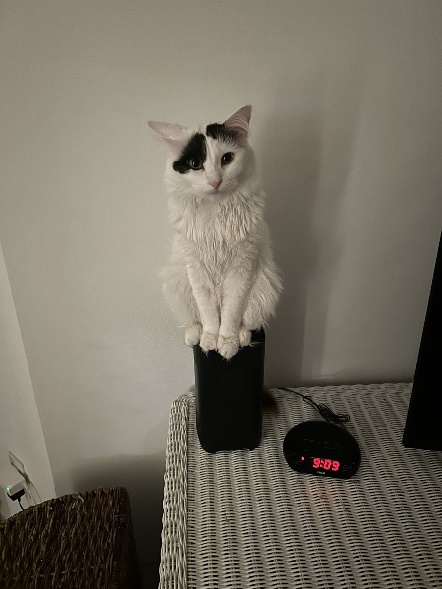 therealkeeganmc's tweet image. I think I get better WiFi signal when my cat gargoyles on the router