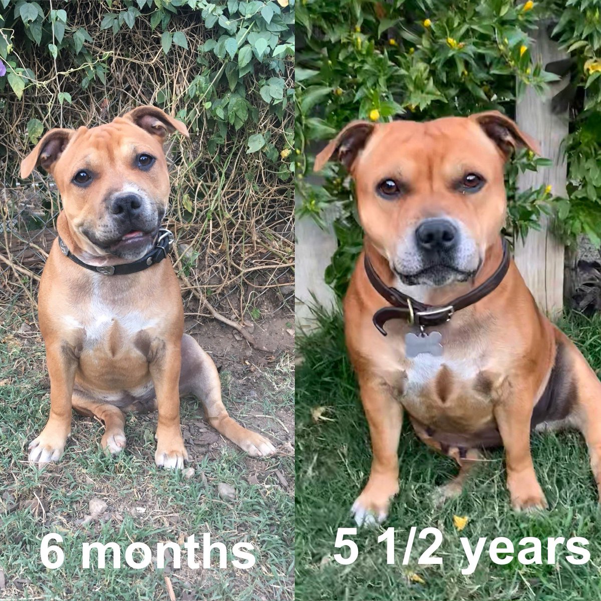 MyStaffords's tweet photo. Jedi. Forever indebted. My cutie patootie. Toot, you are so lovely.🥰
#staffordshirebullterrier #ezmapup #housejudael #i❤️mystaffords #fekken https://t.co/IzekyHgGIT