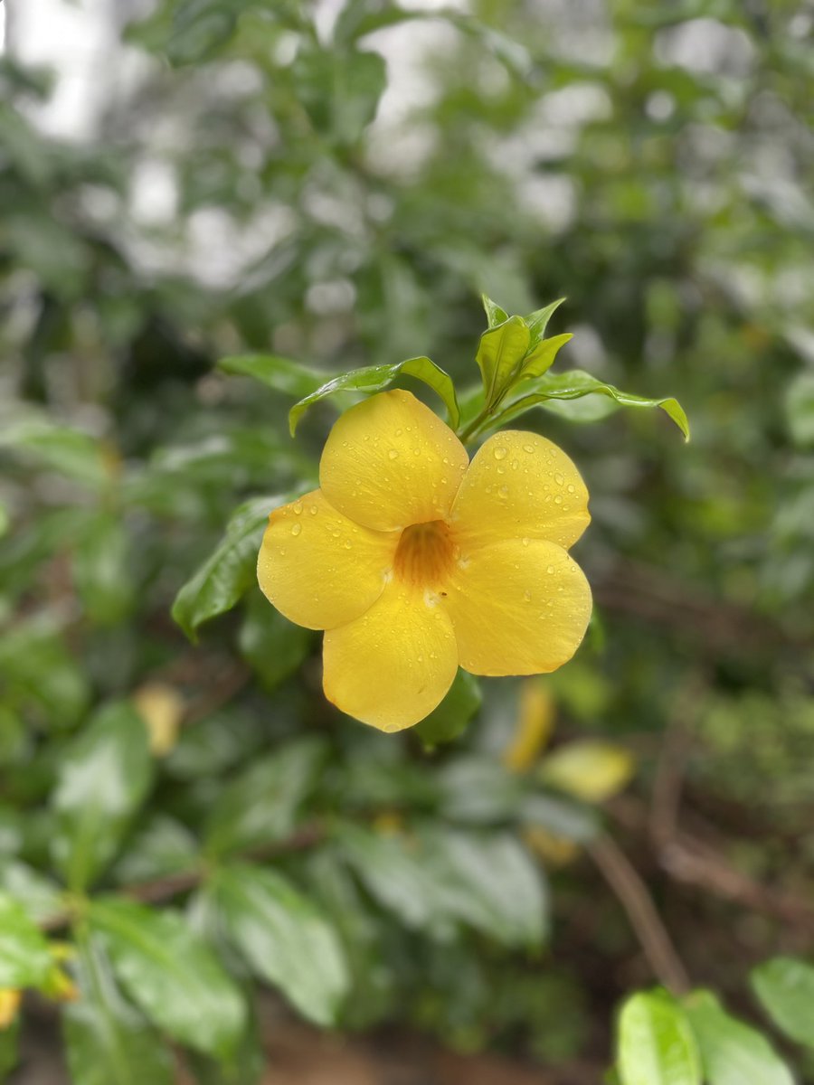 Say 🍃 (@__sayuri777) on Twitter photo 