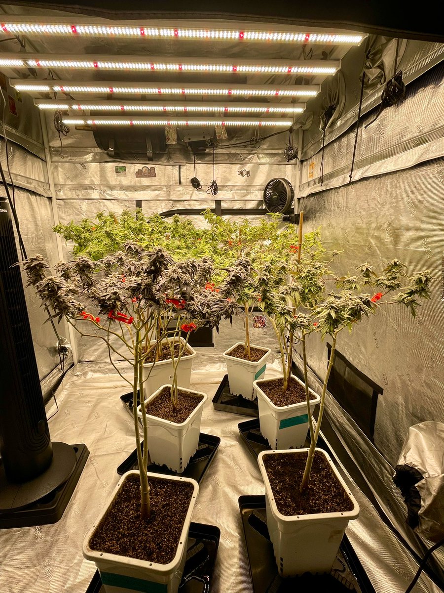 grownbyhitz's tweet photo. Day 66F 🥀 | Day 8 Flush 💦✌🏽💚🚀💨💨 https://t.co/9mxy0T1rXz
