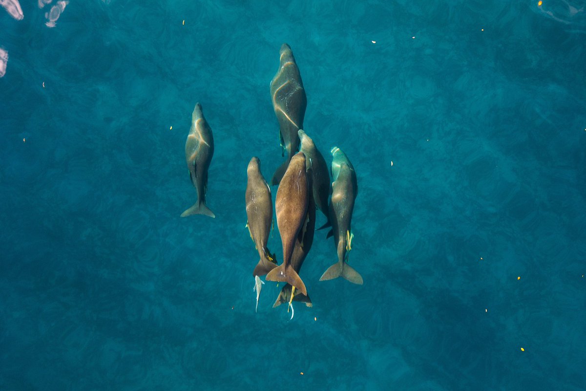 The dugong, known locally as Mesekiu holds deep historical and cultural significance linked to legends and also traditional social heirarchy. Palau is known to be the only location in Micronesia with a permanent population of dugongs. #visitpalau #pristineparadisepalau #palau