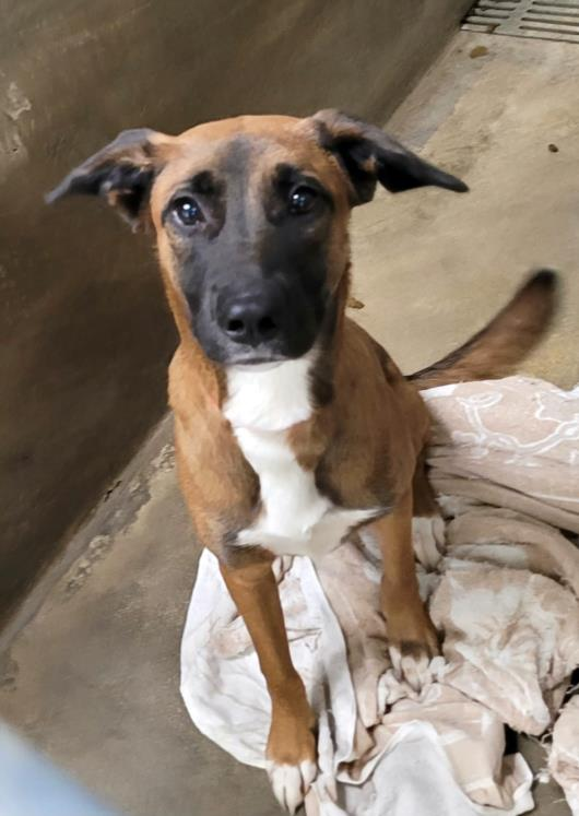 Adorable pooch, Dolly (#A2077472), a 10-month-old female Potcake dog, is ready for adoption. She's easy to leash w/ mild pull on walks, knows "sit", and takes treats gently. 🧡🤗🦴Meet w/o an appt at East Valley Shelter; <a href="/LACityPets/">LA Animal Services</a>; 
laanimalservices.com/shelters/east-…