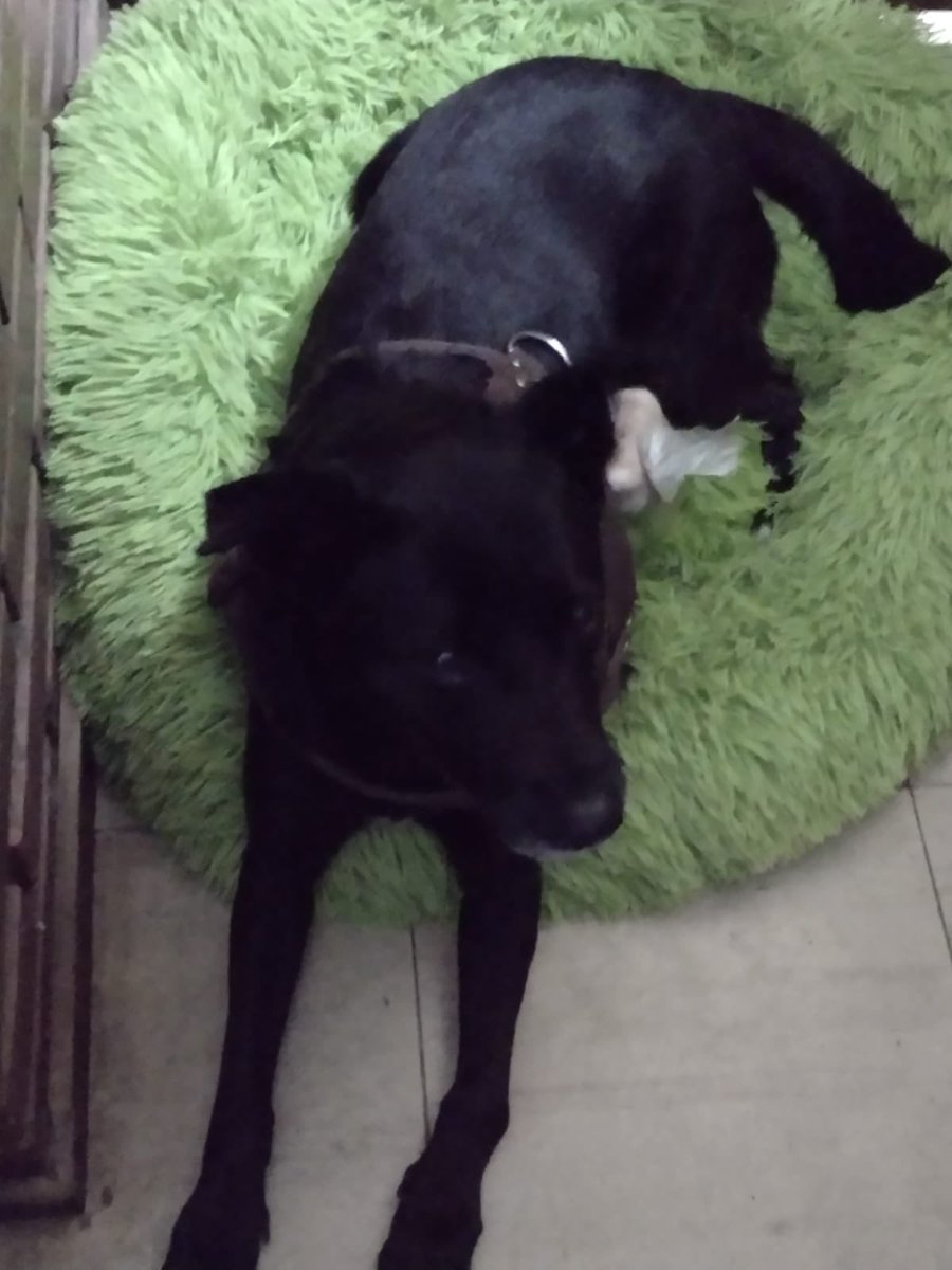 m_fran's tweet photo. Perrito perdido #iquique https://t.co/8hZMH5CGBF
