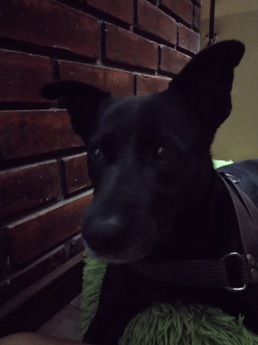 m_fran's tweet photo. Perrito perdido #iquique https://t.co/8hZMH5CGBF