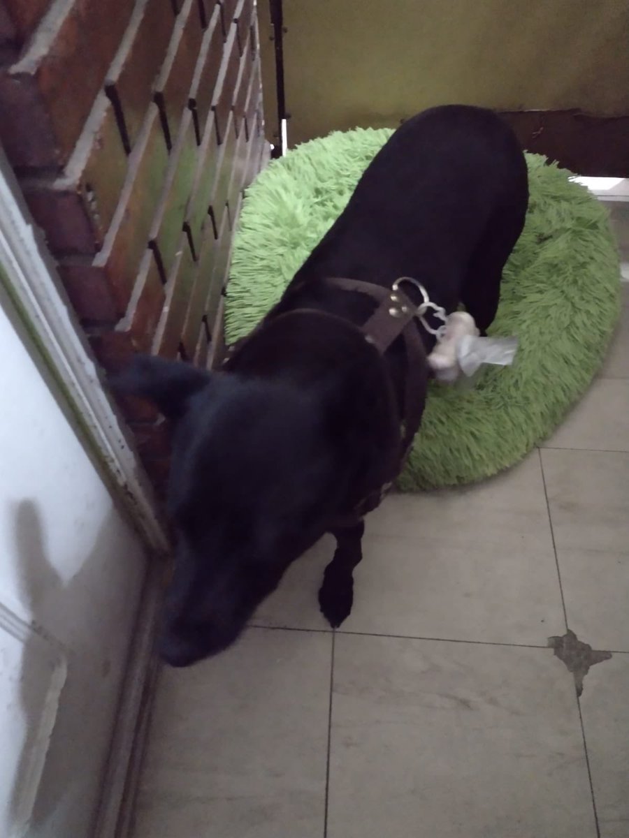 m_fran's tweet photo. Perrito perdido #iquique https://t.co/8hZMH5CGBF