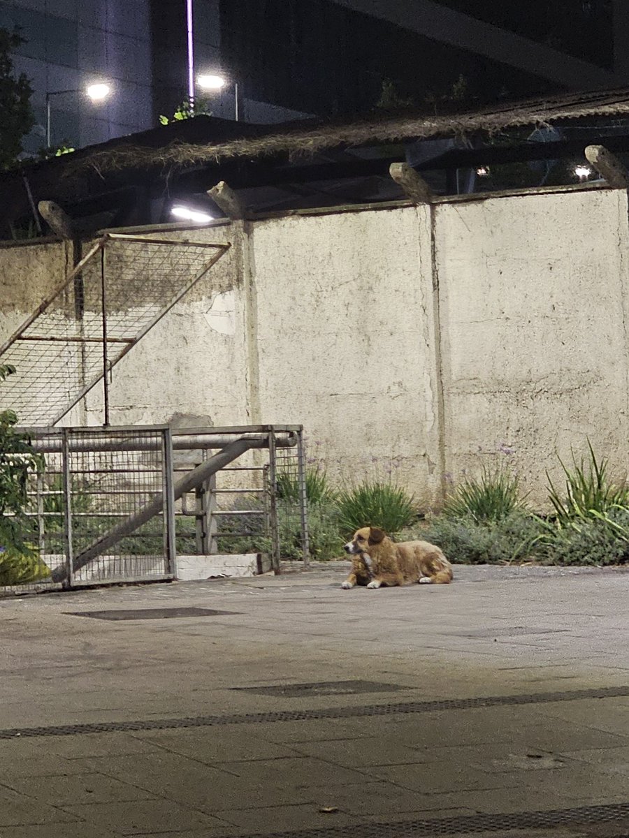 vale_g's tweet photo. Cual es la historia de esa perrita?,  siempre está con el equipo de aseo. Se sienta, observa y parece la jefa del lugar. Soy su fan 💟. @Muni_provi @evelynmatthei https://t.co/utiIhjSzJx