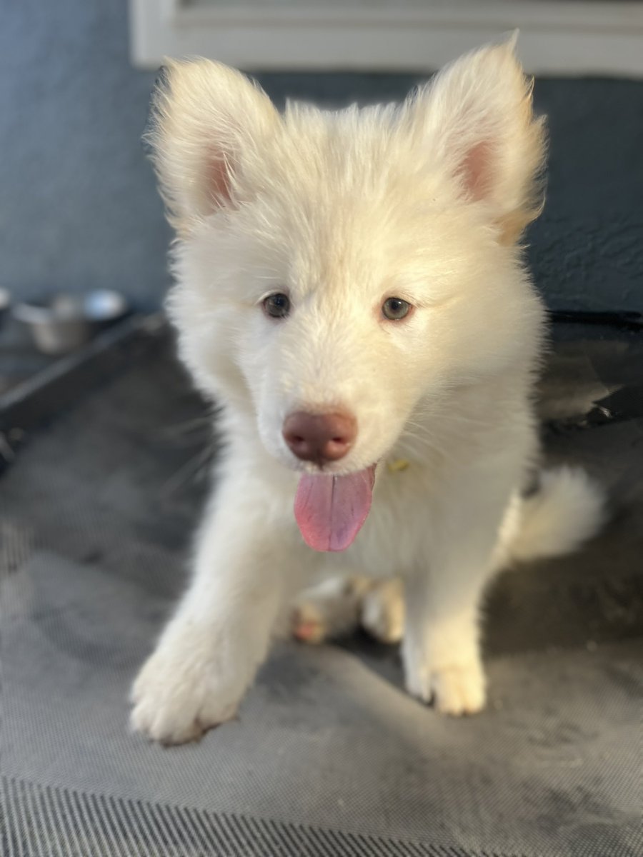 FREEDOM🇺🇸🇺🇸 tweet media