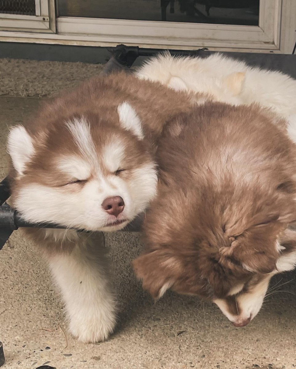 FREEDOM🇺🇸🇺🇸 tweet media