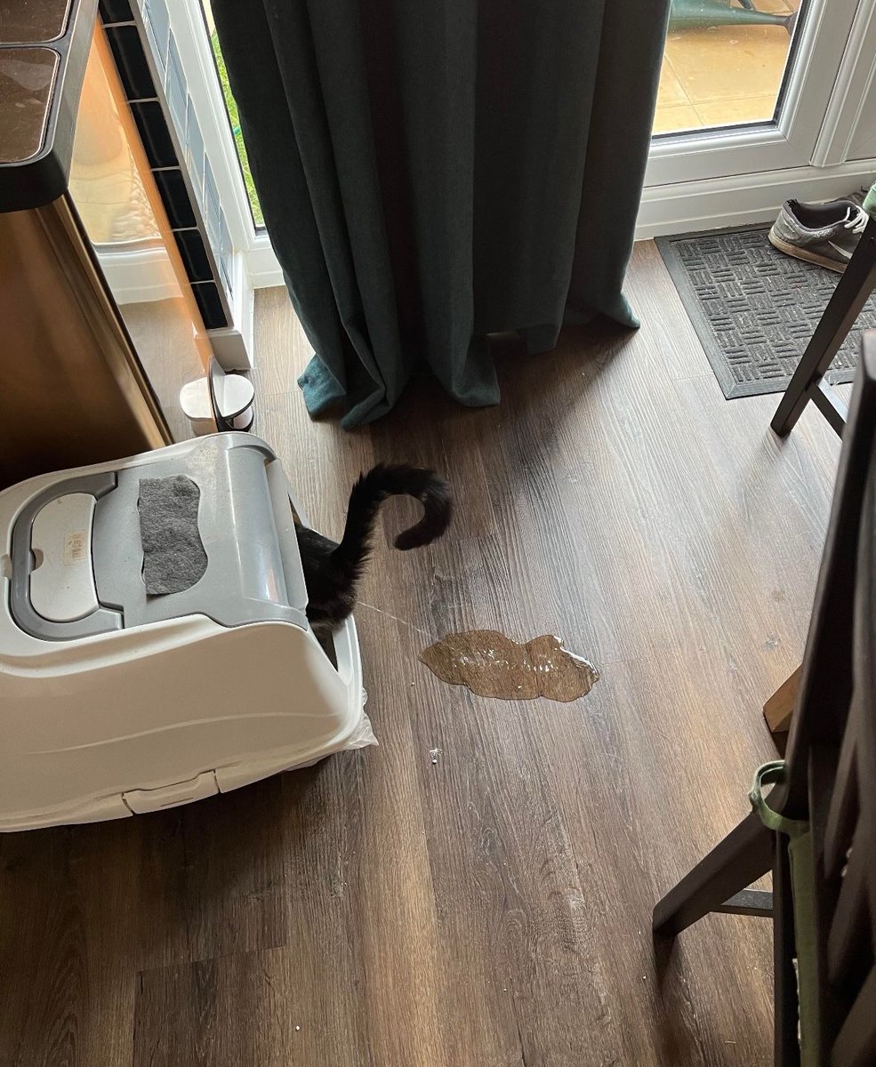 ShouldHaveCat's tweet photo. i think my cat is broken https://t.co/AadYzOVcj2