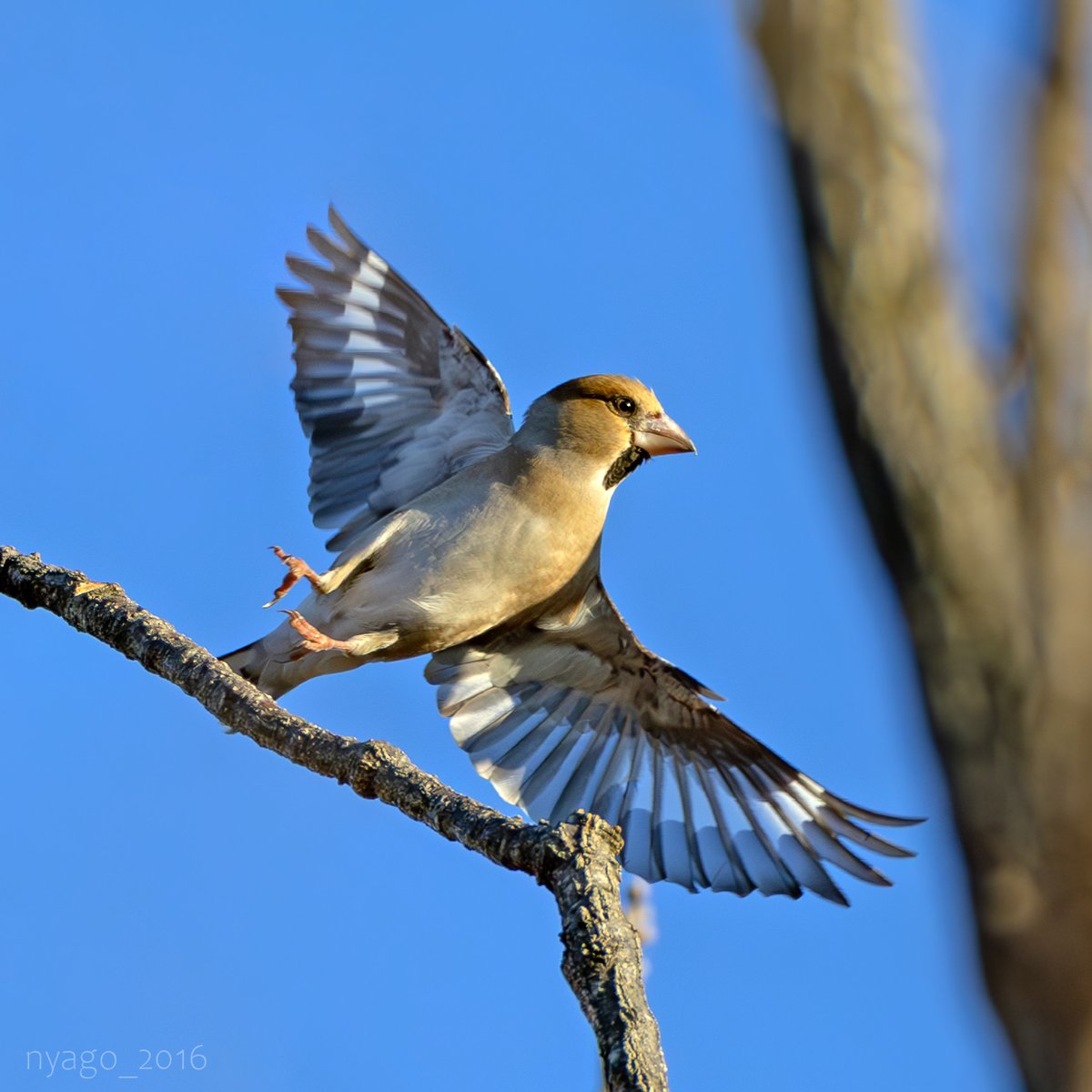 nyago_2016's tweet photo. #シメ ちゃん #飛翔♪
#Hawfinch #鳥 #野鳥 #bird #wildbird #takeoff #flyoff https://t.co/Wrk5fT3NNh