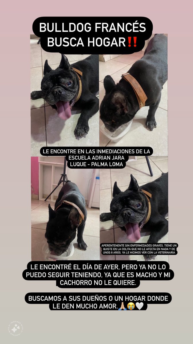 URGENTEE🚨 
Atención gente necesito de su ayuda, ya no le puedo seguir teniendo, sigo buscando a sus dueños, pero si alguien de buen corazón y amor a los animales le puede tener o adoptar, estaré muy agradecida‼️
RT POR FAVOR🙏🏼