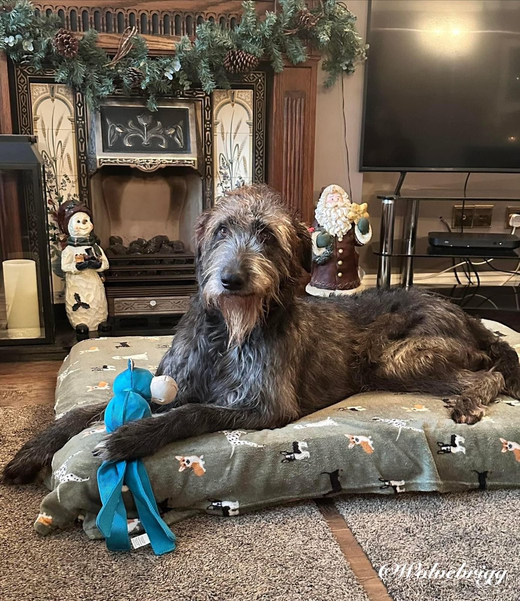 Nuala loves her Christmas present!🐺❤️
#IrishWolfhound #DogsofTwitter #dogs #Christmaspresent