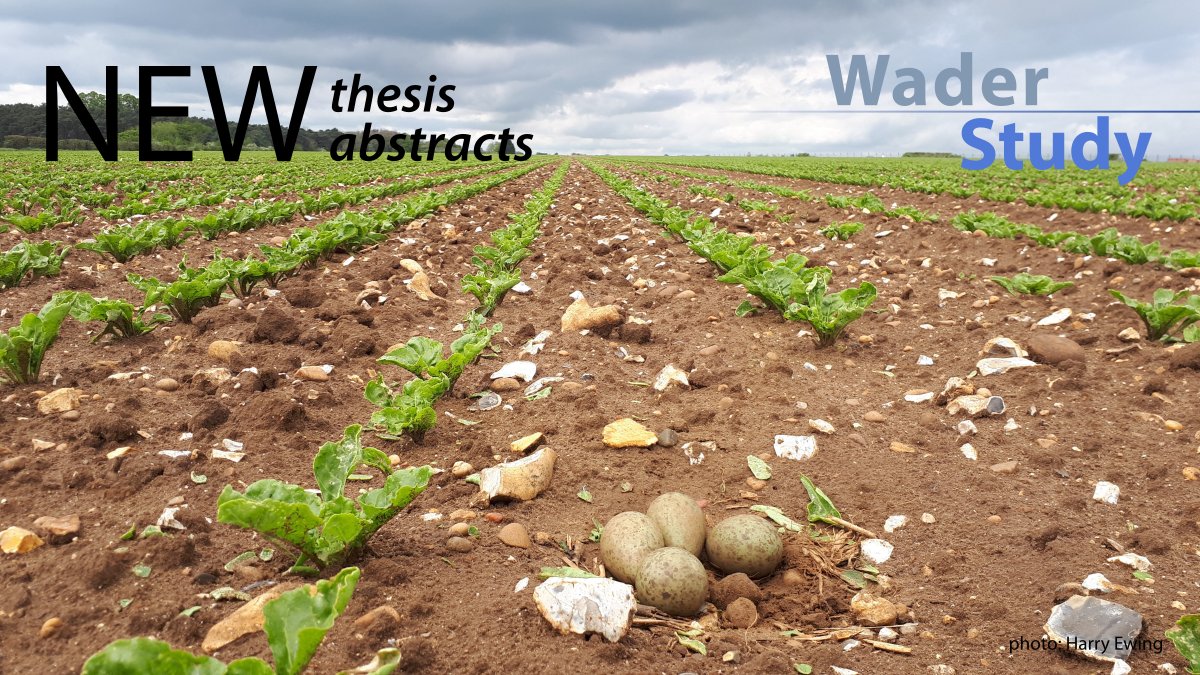 Wader Study (@waderstudy) on Twitter photo Two fresh PhD theses abstracts in Wader Study, by <a href="/Ewing_birds/">Harry Ewing</a> and <a href="/DrewBingrun/">Bingrun Zhu (DREW)</a>
They are #OpenAccess, here: waderstudygroup.org/article/17618/
#waders #shorebirds #ornithology Two fresh PhD theses abstracts in Wader Study, by <a href="/Ewing_birds/">Harry Ewing</a> and <a href="/DrewBingrun/">Bingrun Zhu (DREW)</a>
They are #OpenAccess, here: waderstudygroup.org/article/17618/
#waders #shorebirds #ornithology