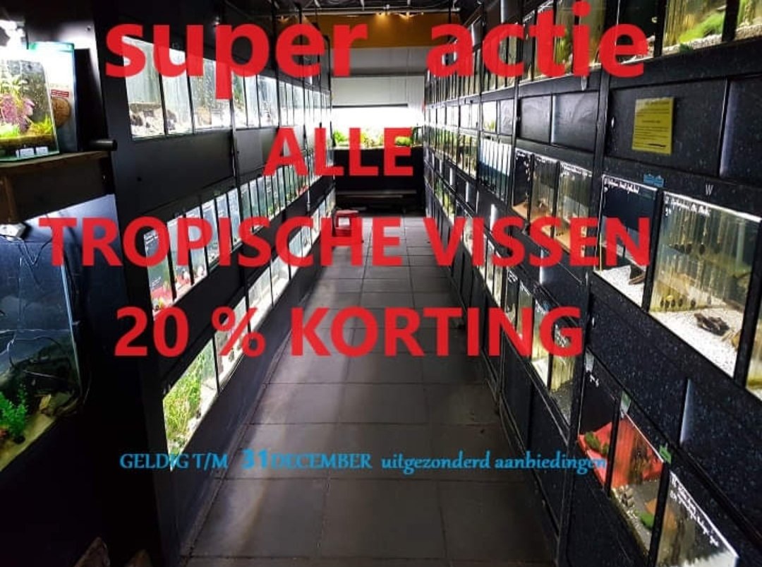 bo_vis's tweet photo. We knallen het jaar uit met deze super actie:
 t/m 30 december geven we 20% kassa KORTING op tropische vissen. (Uitgezonderd aanbiedingen)
We zijn tussen Kerst en 30 december ook s 'morgens geopend vanaf 10.00u
@volgers @Bovis vijvers &amp; aquaria #aquarium #tweedekerstdag https://t.co/UoegOuyxvX