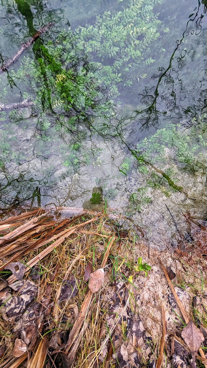 PaolaTreppo's tweet photo. Le Sorgive di Bars. La poesia della natura in inverno, a #Osoppo. Il regno delle orchidee selvatiche; un biotopo da visitare in ogni stagione, attraversato dai tracciati della #RomeaStrata, del Cammino di Sant'Antonio e dalla cicloviaFvg. A piedi o in bici
@FVGlive
@regioneFVGit https://t.co/qn1rut9VJW